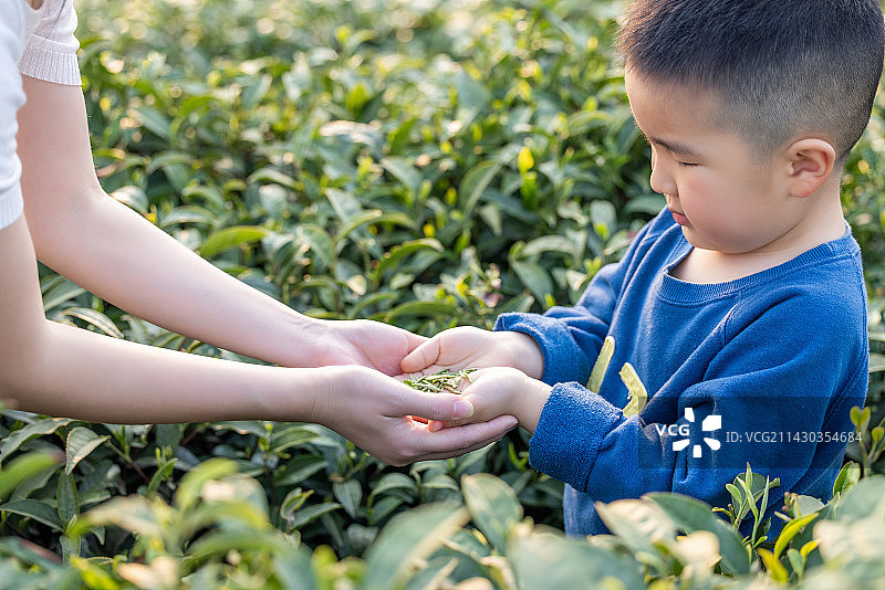 春天茶山妈妈和儿子采茶亲子活动图片素材