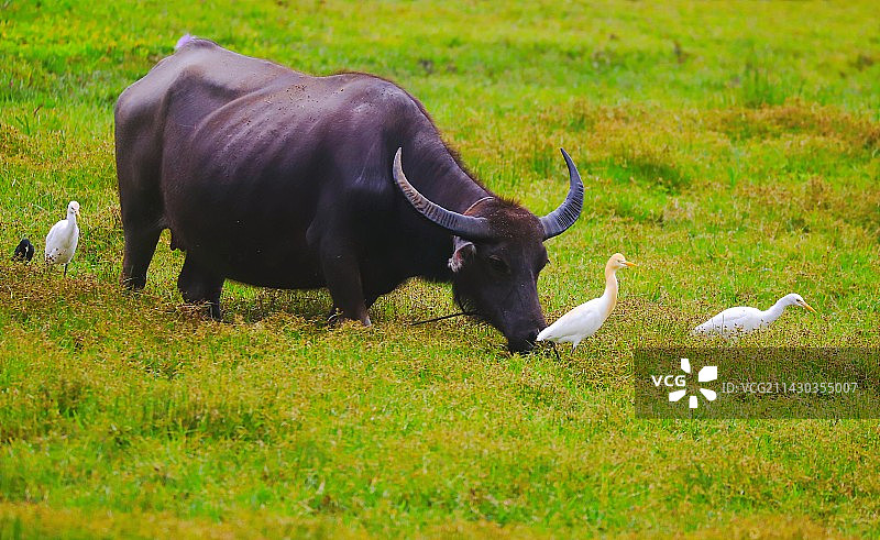 牛背鹭图片素材