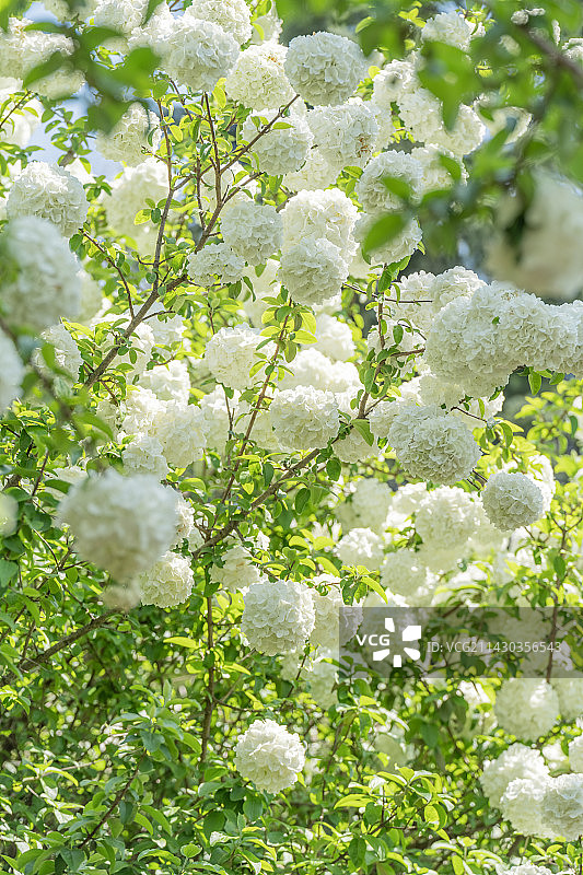 中华木绣球开了图片素材