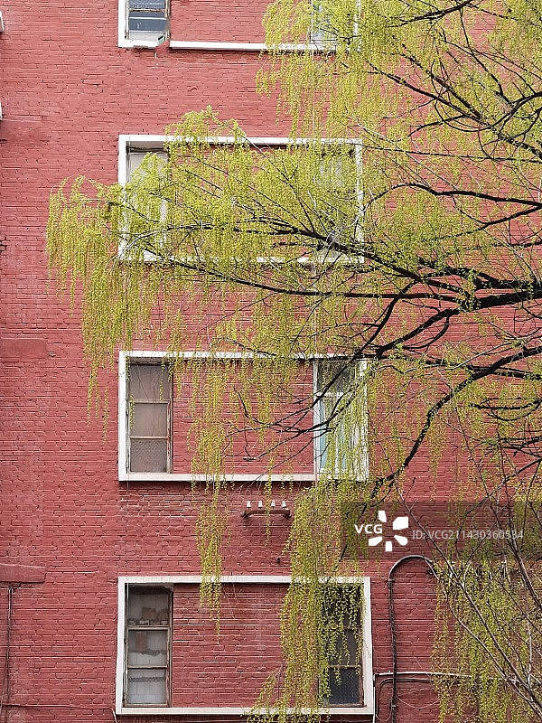 垂柳青青图片素材
