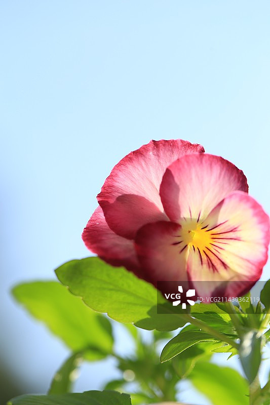 三色堇图片素材