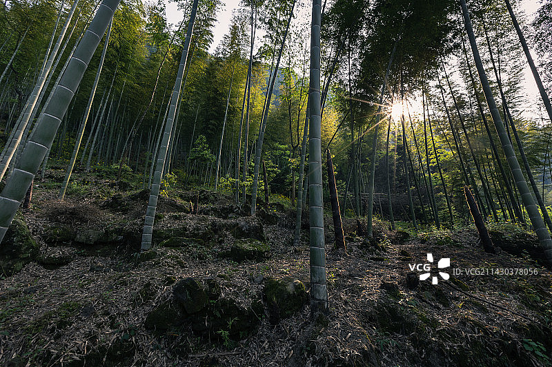 春天里生长着竹笋的竹林图片素材
