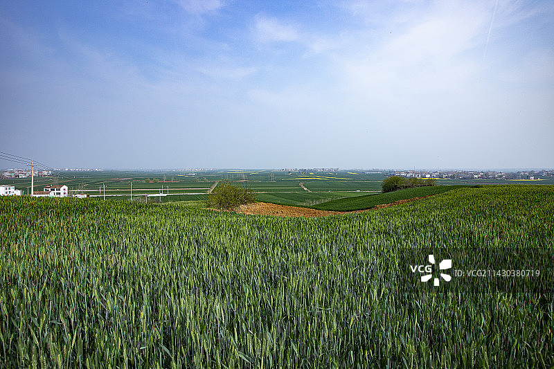 绿色田野图片素材
