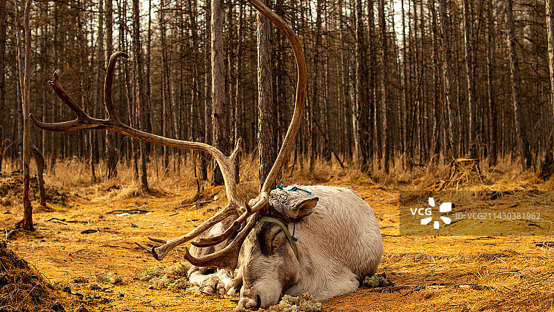 呼伦贝尔图片素材