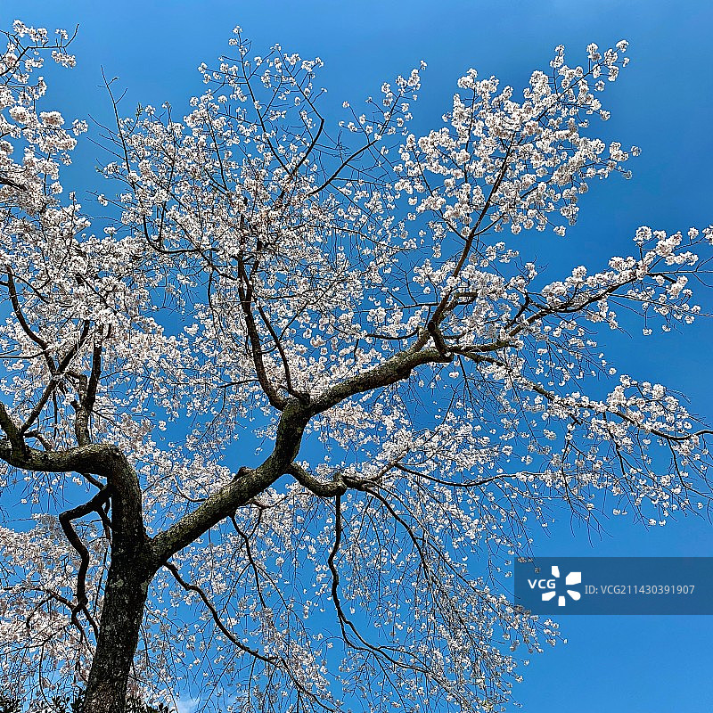 京都樱花图片素材