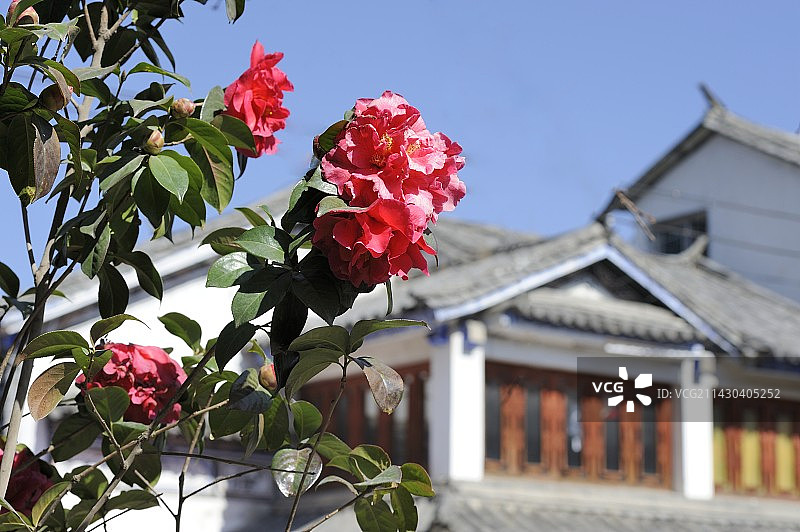 大理古城的茶花图片素材