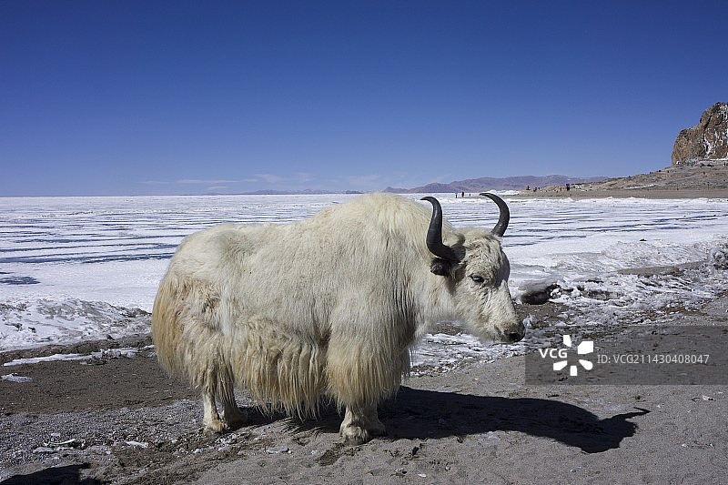 纳木措的牦牛图片素材