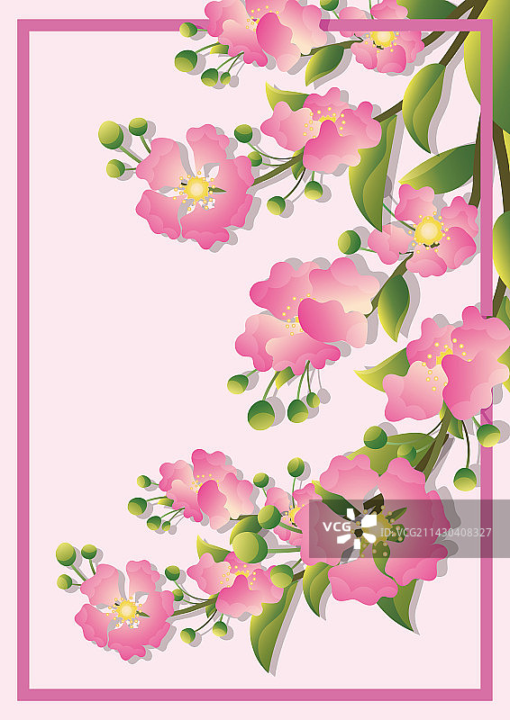 十二月花令-紫薇花-八月图片素材