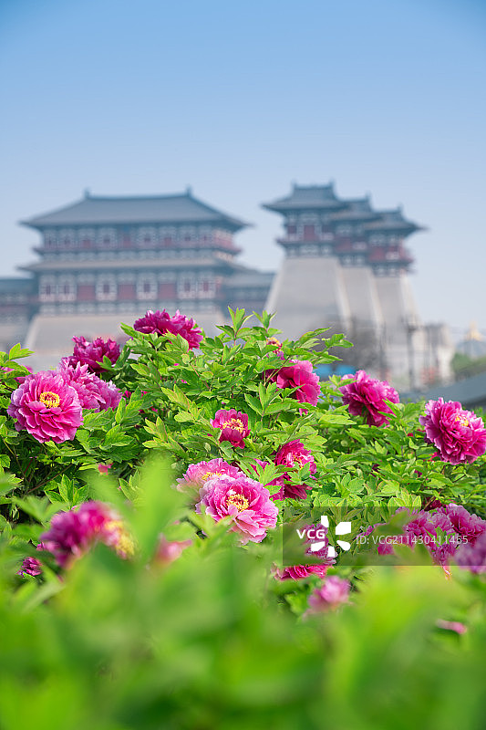 牡丹-应天门图片素材