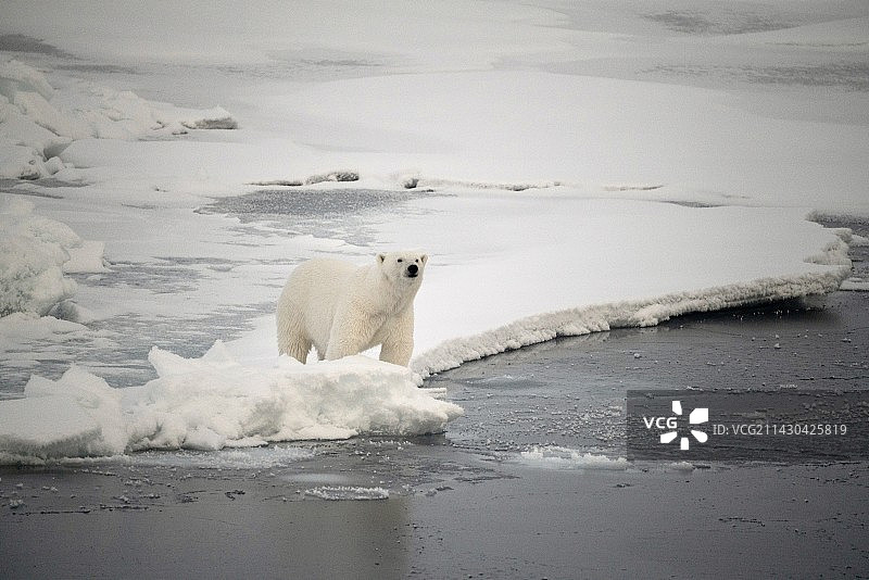 流冰上的北极熊图片素材