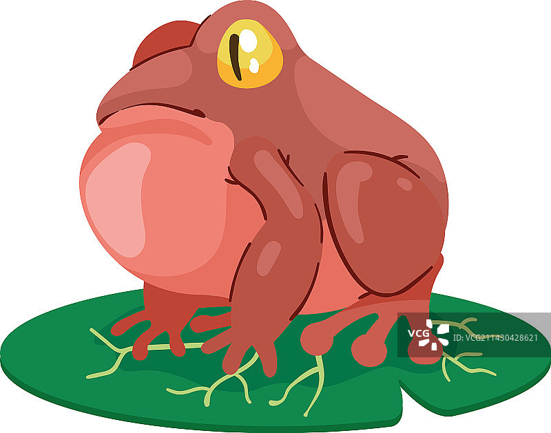 漂浮的异国红色青蛙图片素材