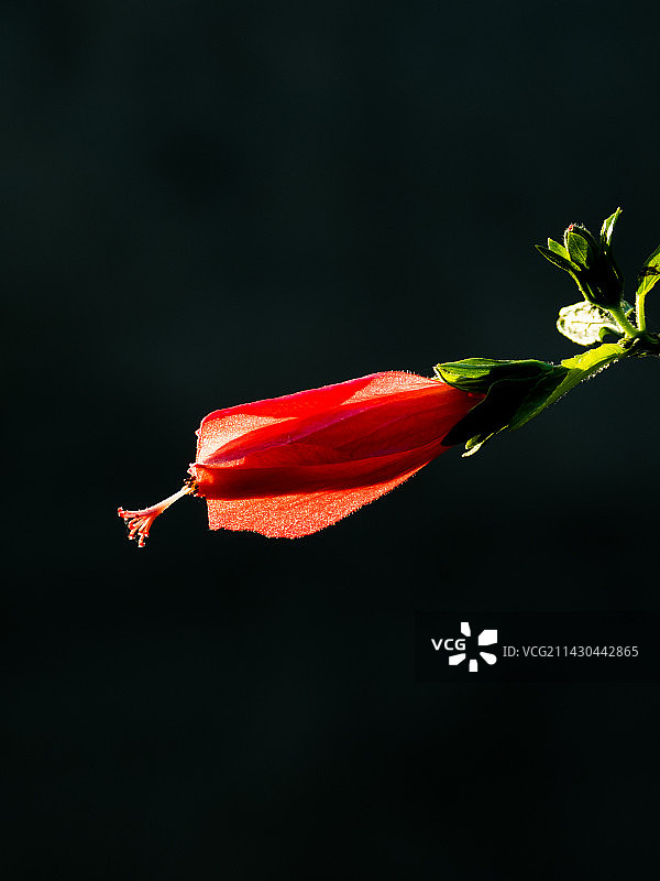 黑色背景下的红花特写镜头图片素材