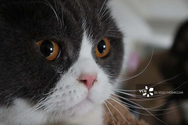 小猫特写图片素材