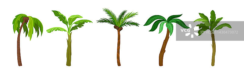 带大型常绿树叶的棕榈树图片素材