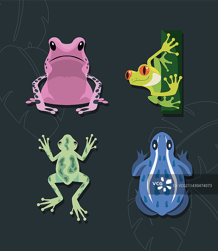 青蛙两栖动物图片素材