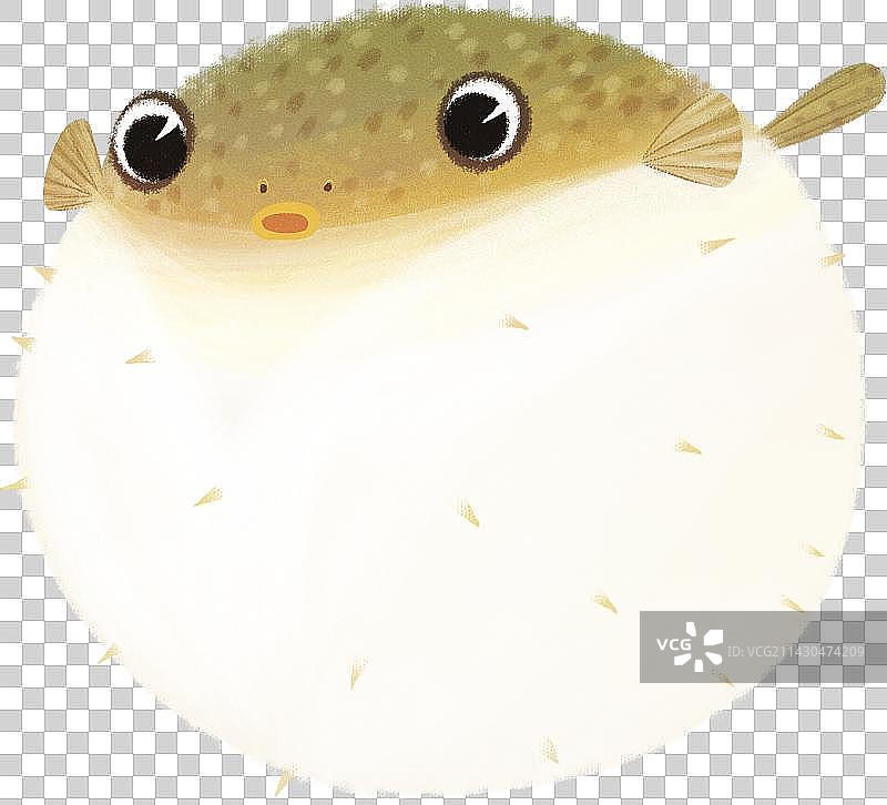 膨胀的河豚鱼动物元素图片素材