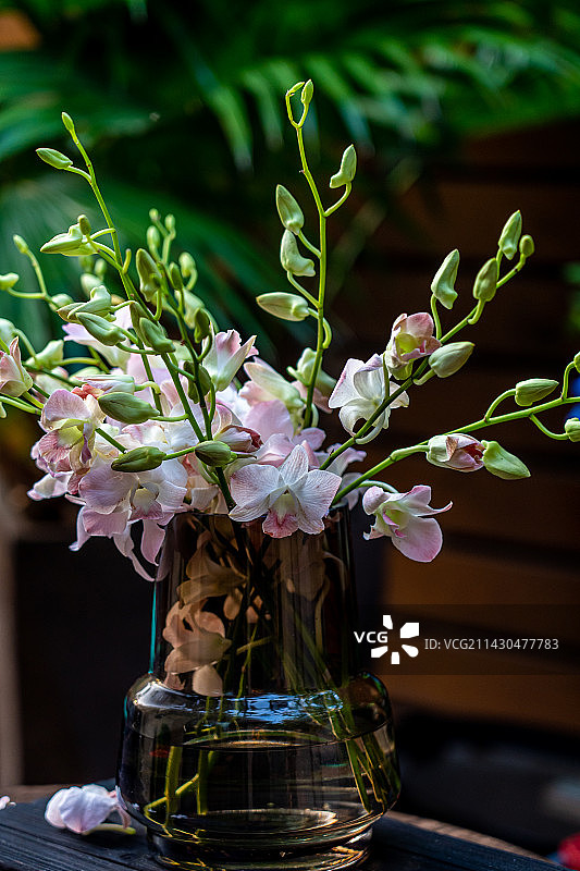 洋兰花图片素材