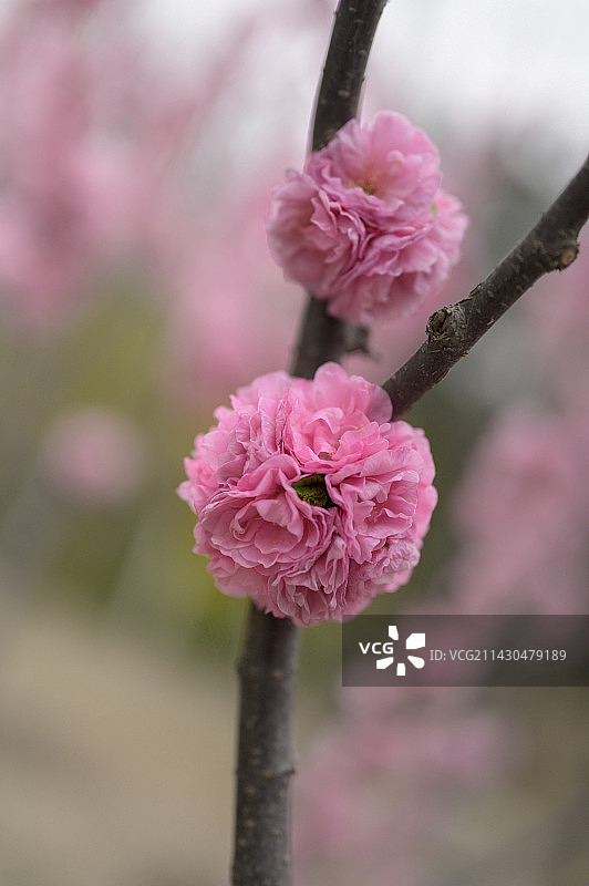 碧桃特写镜头图片素材