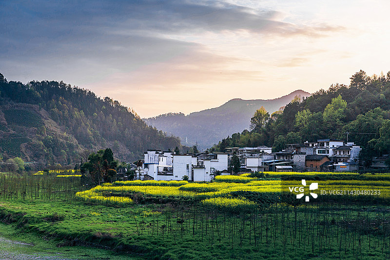 歙县昌溪油菜花晚霞图片素材