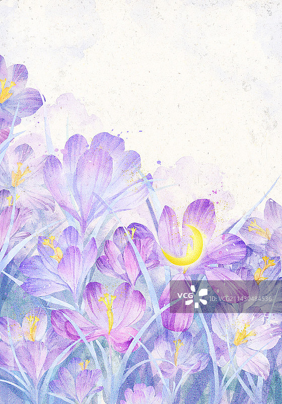 白色背景下的花朵 紫色番红花 背景插画图片素材