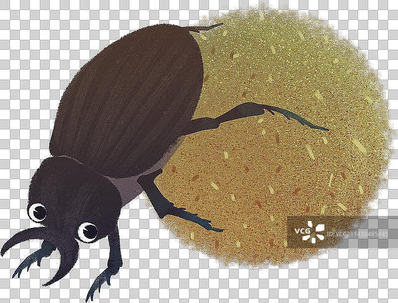 推粪球的屎壳郎昆虫元素图片素材