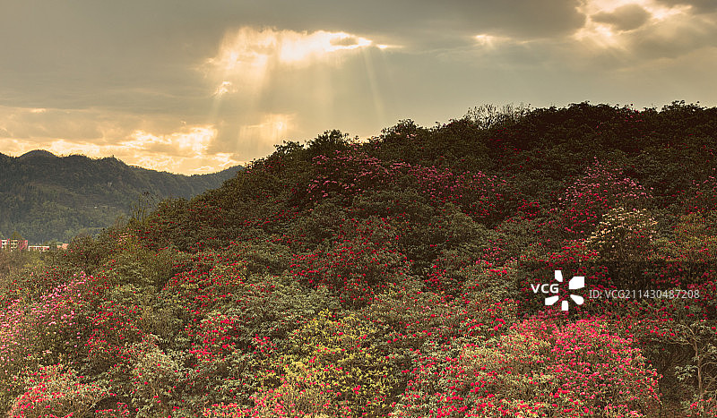 傍晚时分的百里杜鹃金坡景区图片素材