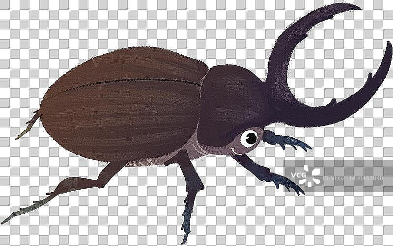 甲虫元素图片素材