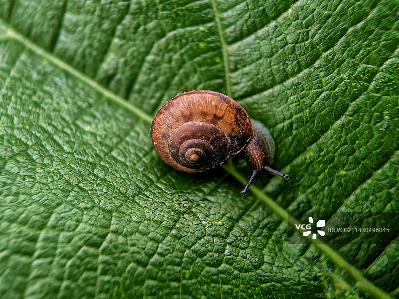 蜗牛。雨后菜叶上很多蜗牛。图片素材