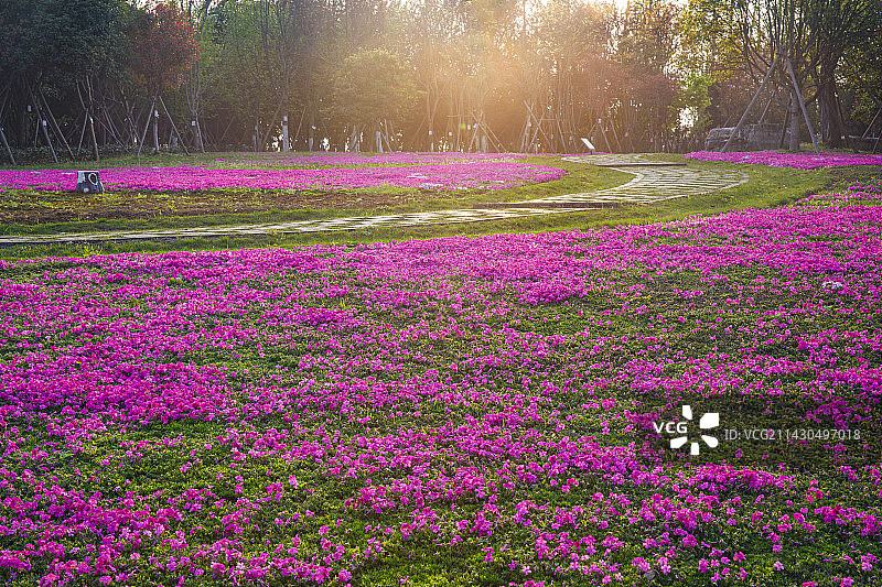 中国贵州贵阳市贵安新区月亮湖公园春天湖岸花园风光图片素材