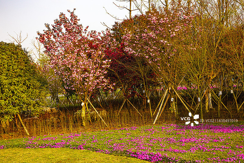 中国贵州贵阳市贵安新区月亮湖公园春天湖岸花园风光图片素材