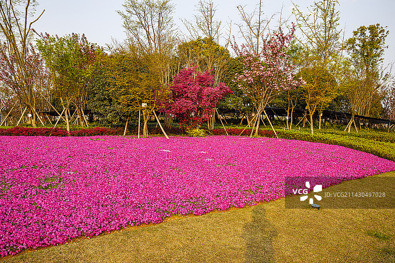 中国贵州贵阳市贵安新区月亮湖公园春天湖岸花园风光图片素材