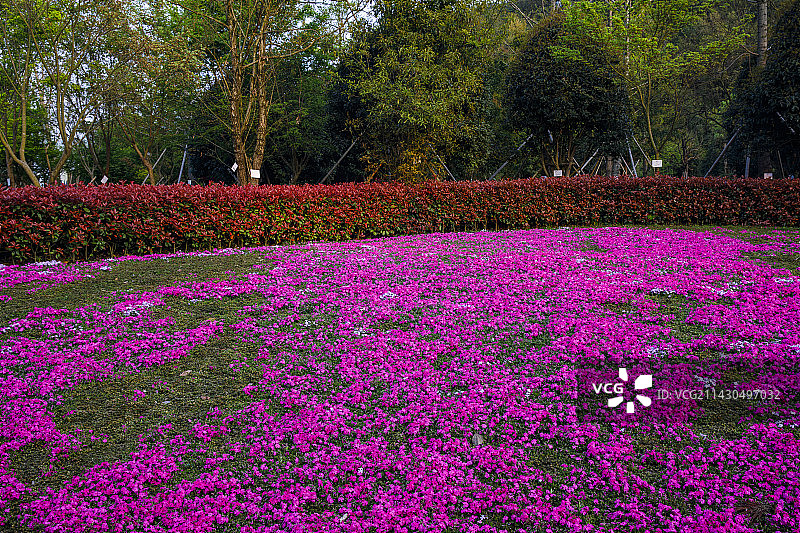 中国贵州贵阳市贵安新区月亮湖公园春天湖岸花园风光图片素材