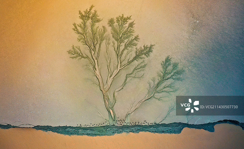 航拍浙江海宁钱塘江入海口“潮汐森林”自然景观图片素材