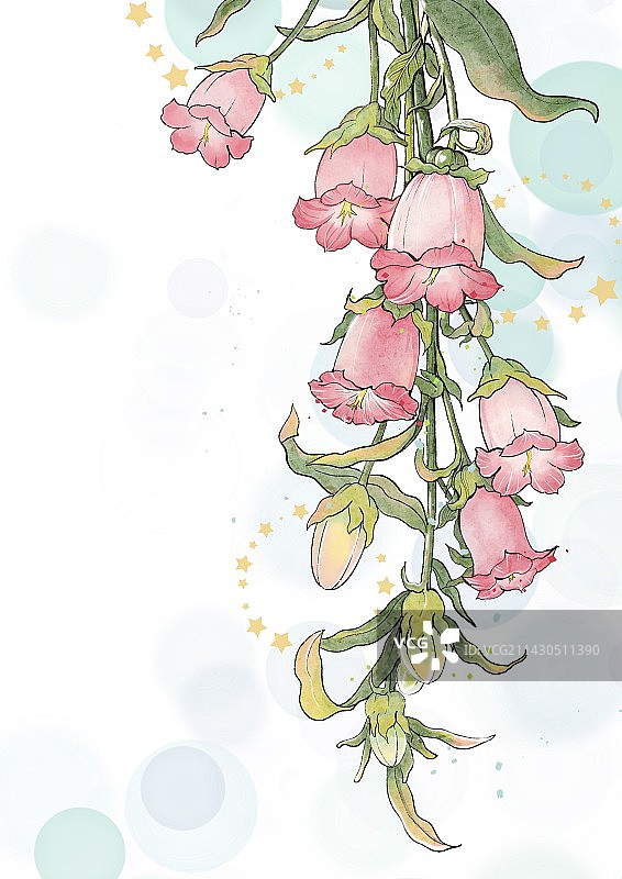 粉色风铃花图片素材