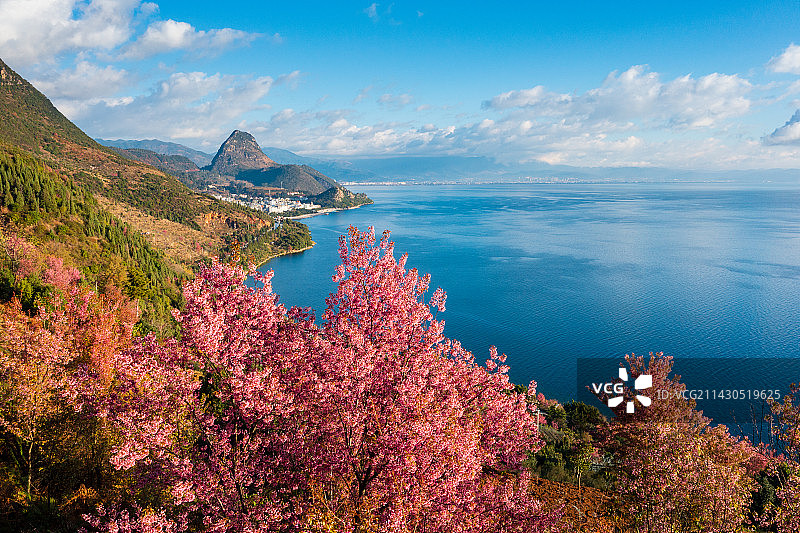 云南省玉溪市澄江市抚仙湖樱花图片素材