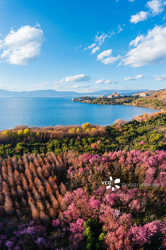 云南省玉溪市澄江市抚仙湖樱花图片素材