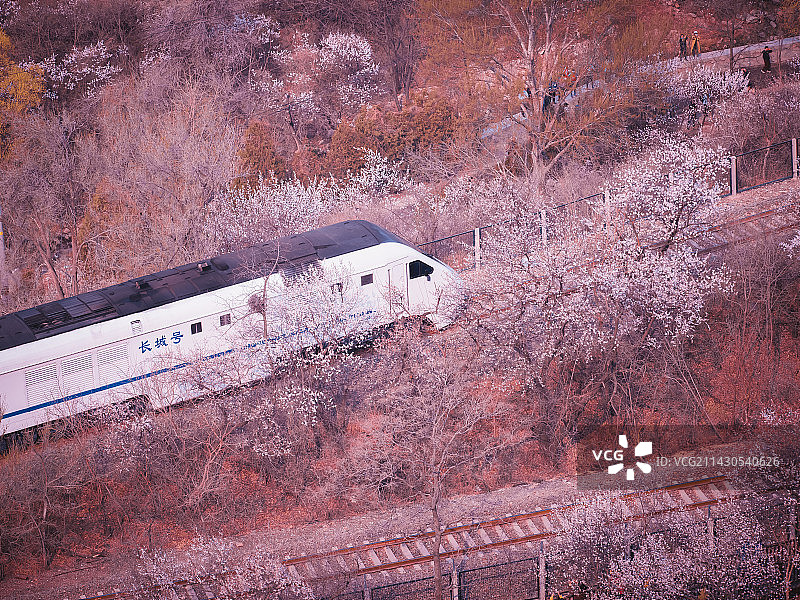 横构图俯拍居庸关长城下行驶在桃花林的长城号火车图片素材