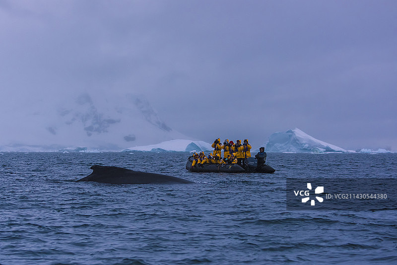 2015年12南极洲南极半岛鲸鱼图片素材