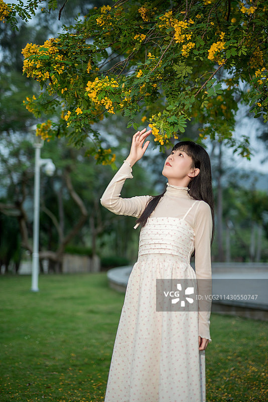 盛开的黄槐决明树下的年轻漂亮女孩图片素材