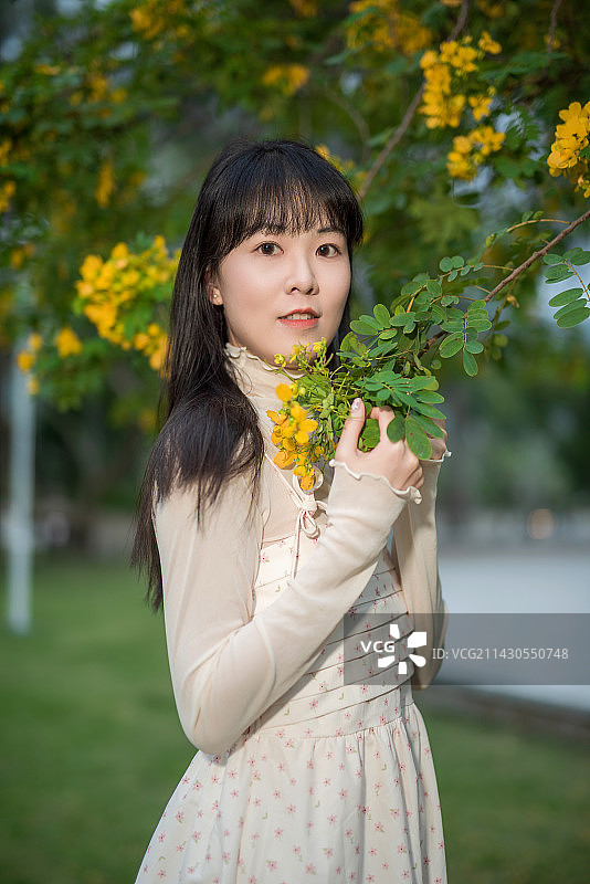 盛开的黄槐决明树下的年轻漂亮女孩图片素材