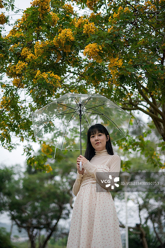 盛开的黄槐决明树下的年轻漂亮女孩图片素材