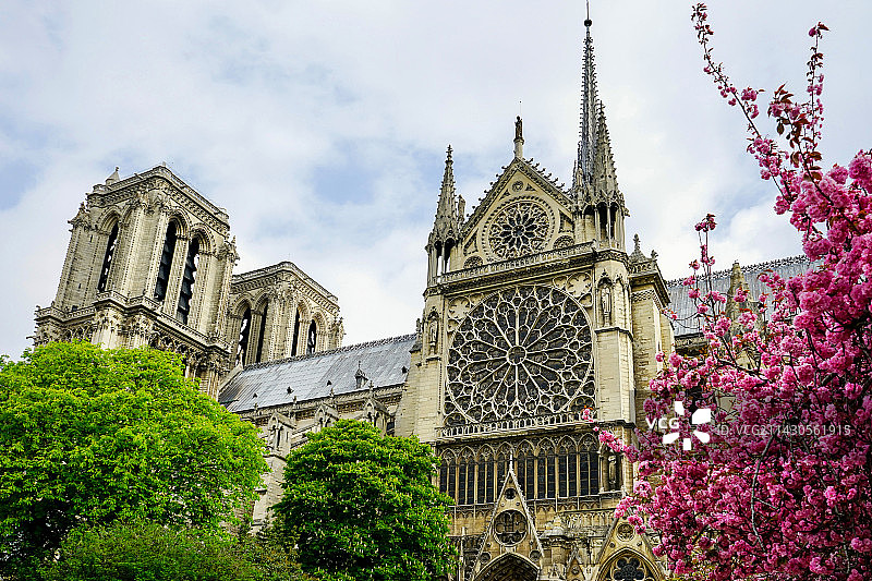圣母院与樱花树图片素材