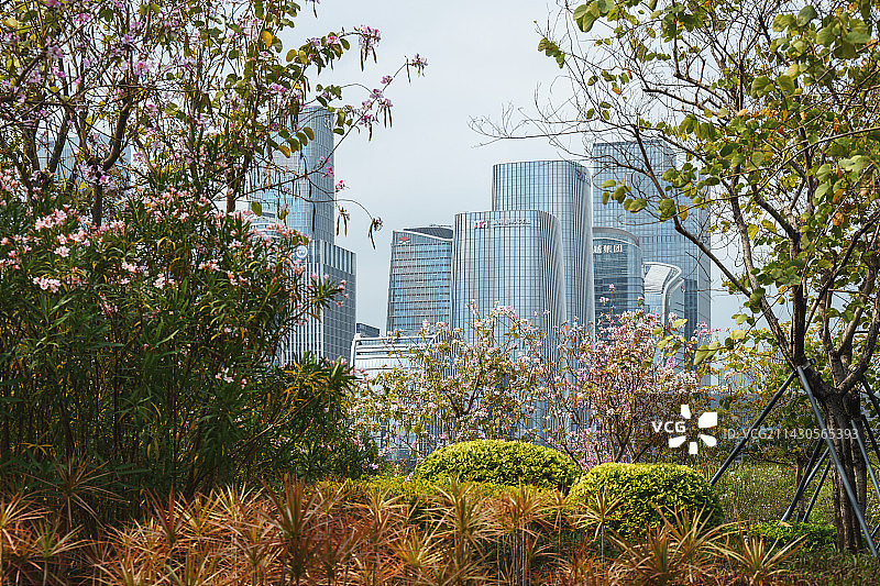 春天花开的深圳桂湾公园和前海CBD建筑群图片素材