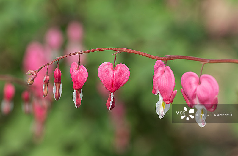 娇嫩绚丽之荷包牡丹图片素材