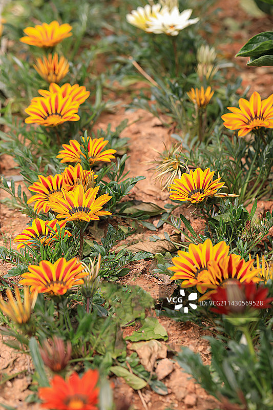 勋章菊图片素材