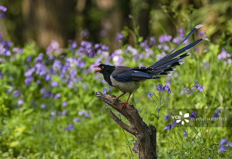 红嘴蓝鹊图片素材