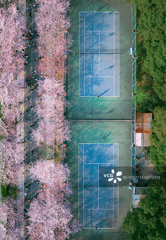 同济大学樱花大道图片素材