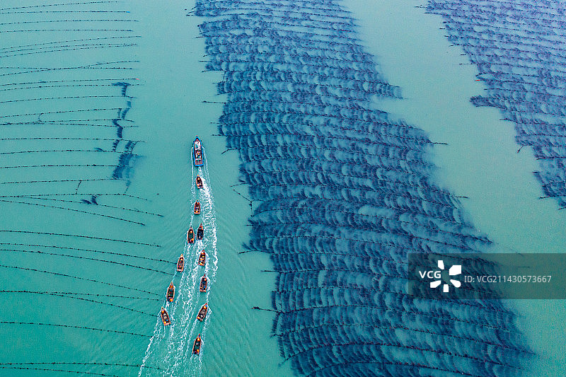 荣成养殖海带的工人乘船出海作业图片素材