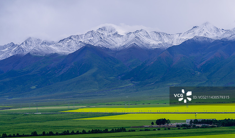 盛夏，白雪皑皑的祁连山与门源油菜花图片素材