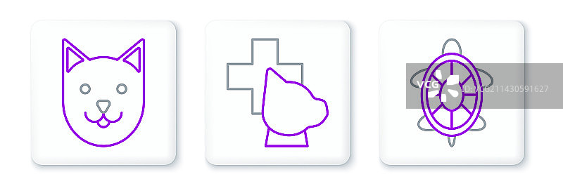 海龟、猫与兽医诊所图片素材